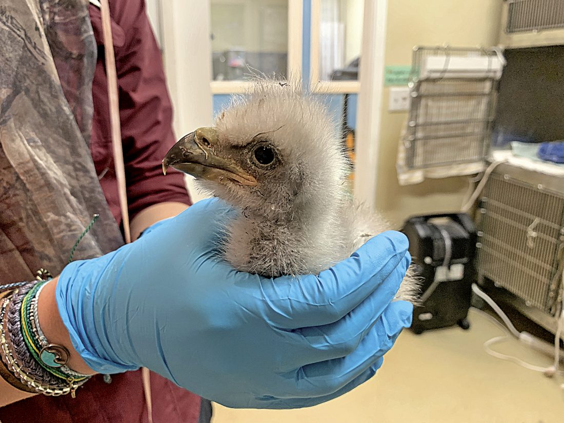 Eaglets removed from nest, recovering | News, Sports, Jobs - North Fort